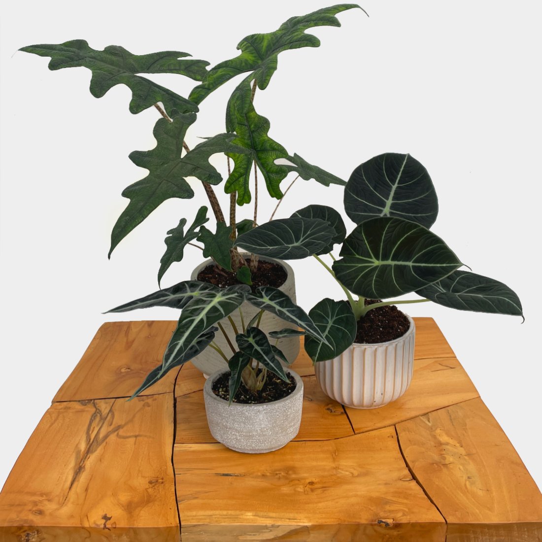 Alocasia & Caladium - Variant Plant Company