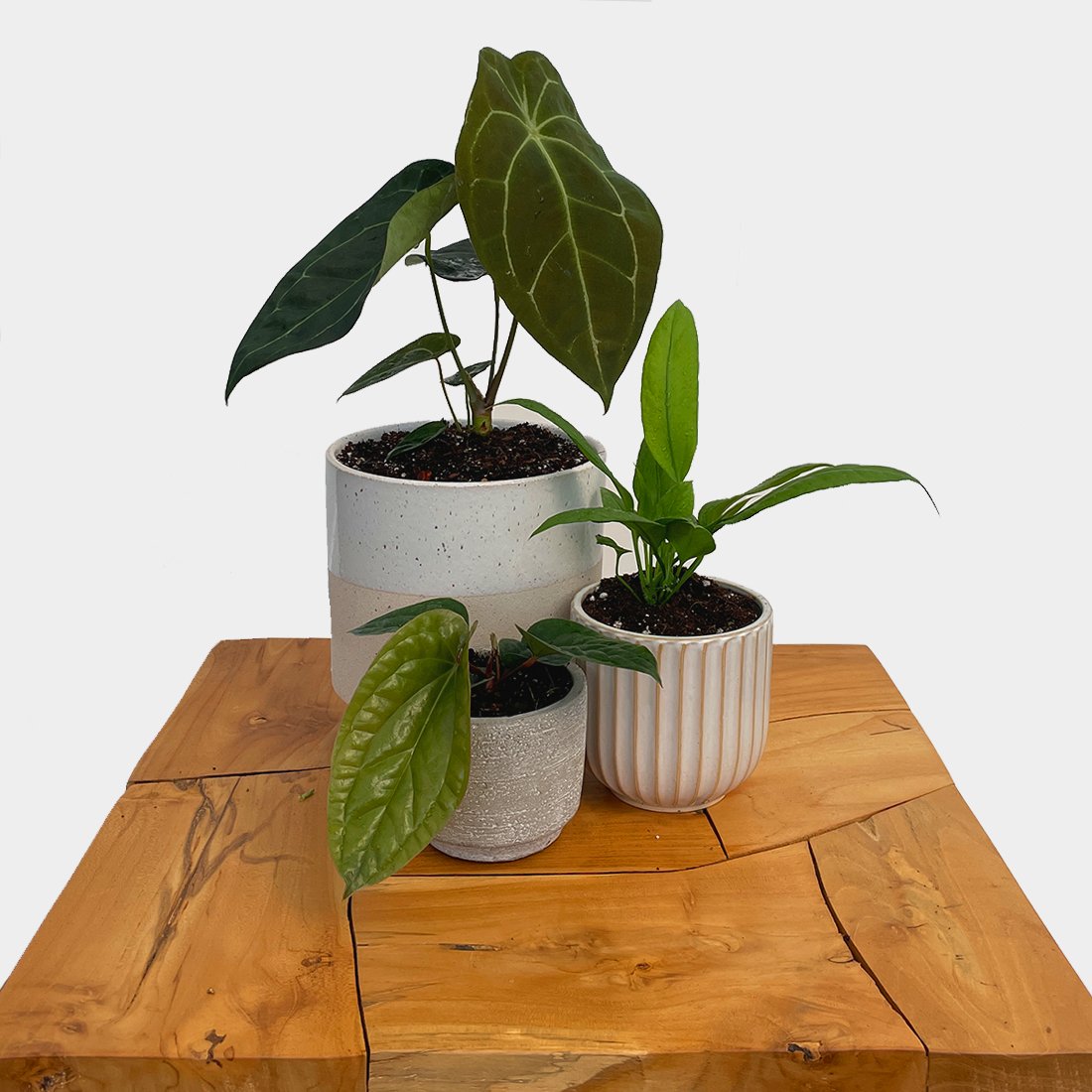 Anthurium - Variant Plant Company
