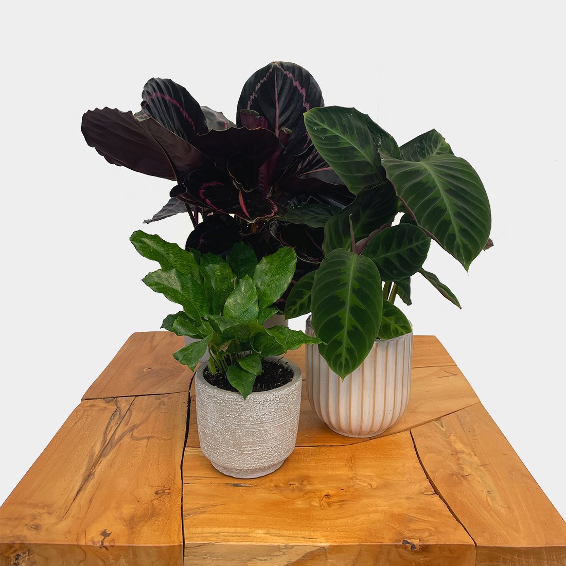 Calathea / Maranta - Variant Plant Company