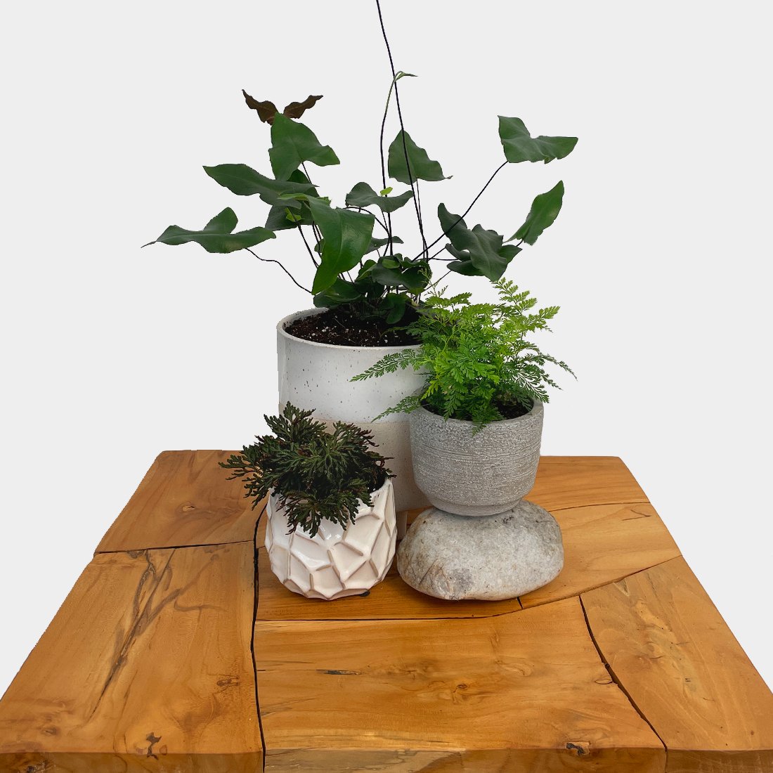 Fern - Variant Plant Company