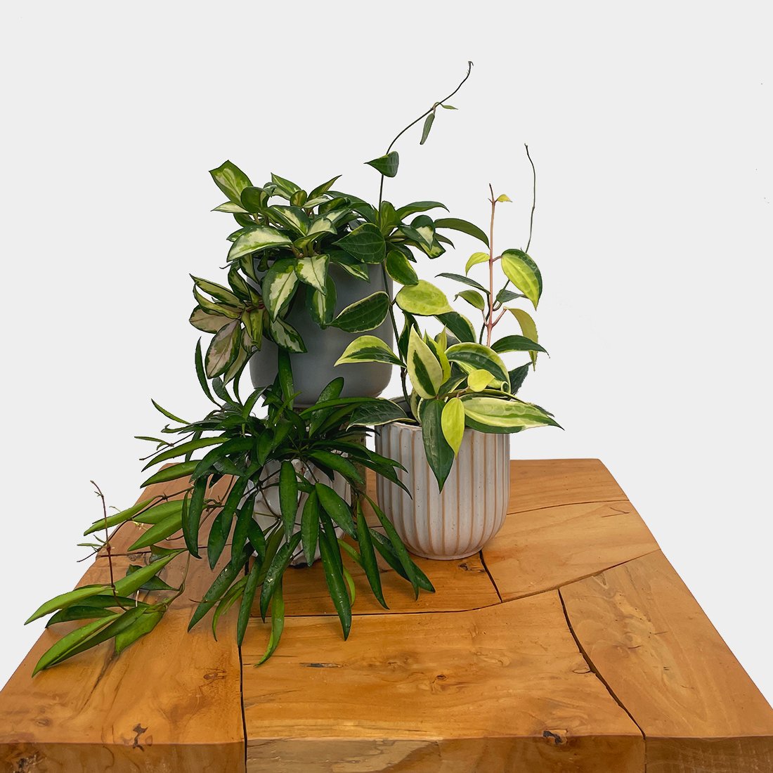 Hoya - Variant Plant Company