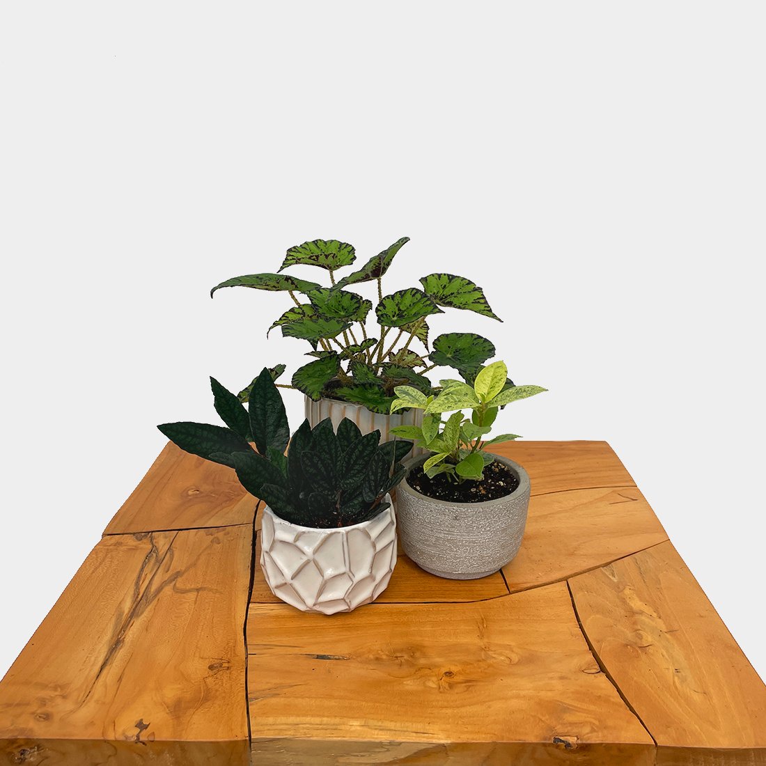 Miscellaneous - Variant Plant Company