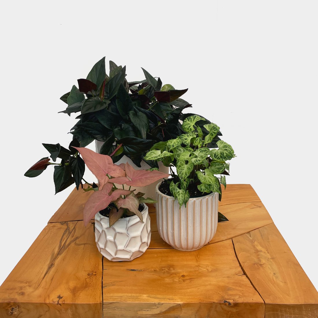 Syngonium - Variant Plant Company