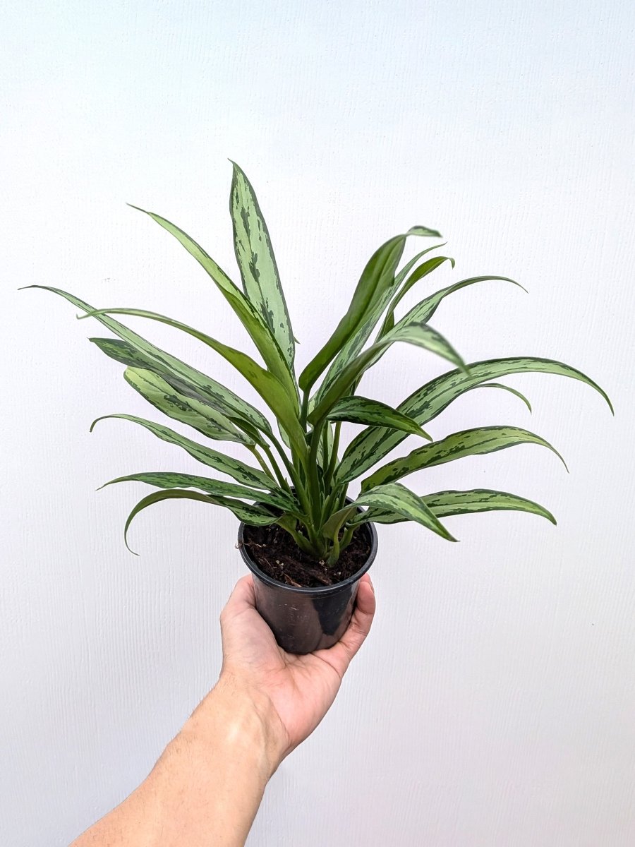 Aglaonema 'Cutlass' - Variant Plant Company