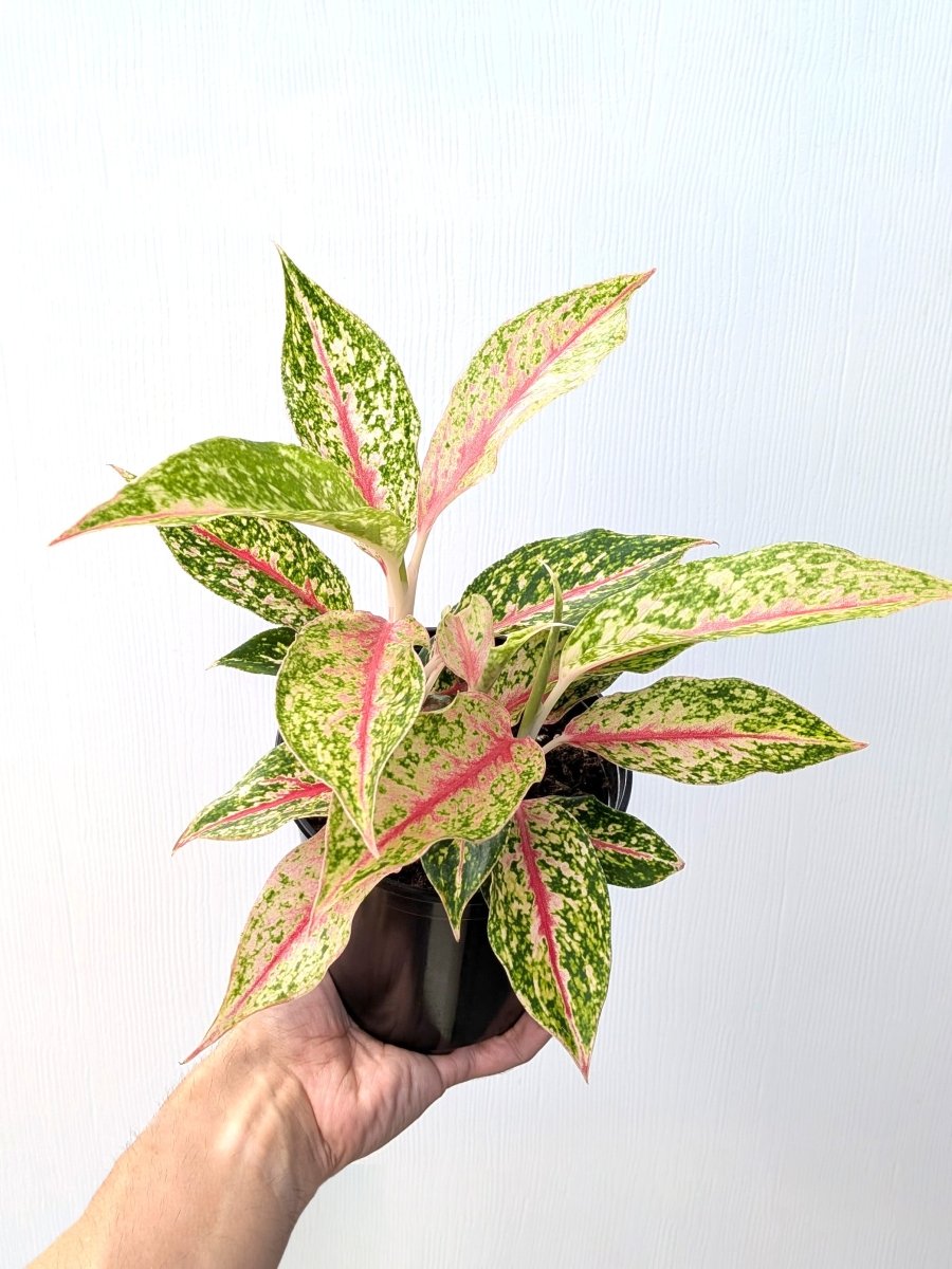 Aglaonema 'Fireworks' - Variant Plant Company
