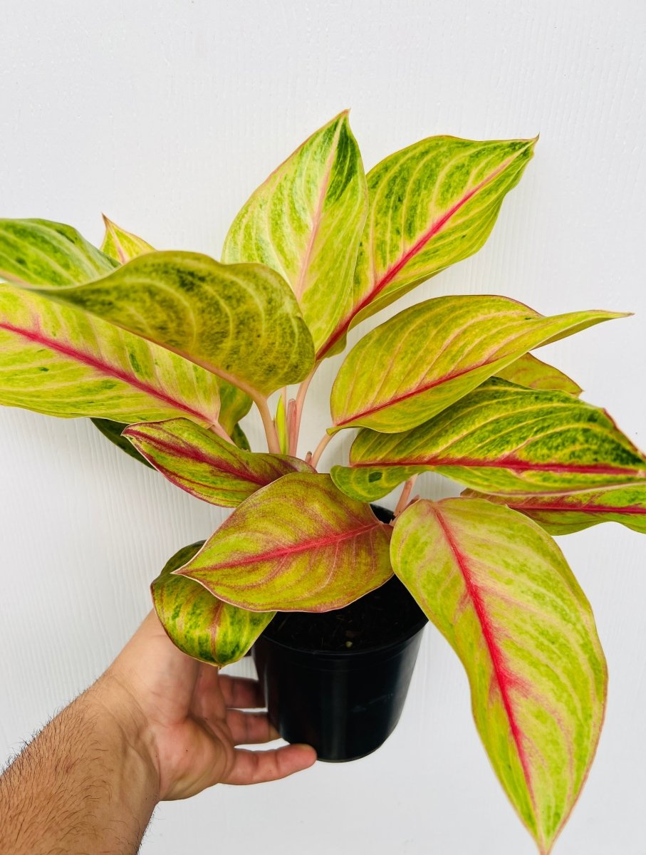 Aglaonema ‘Golden Fluorite’ - Variant Plant Company