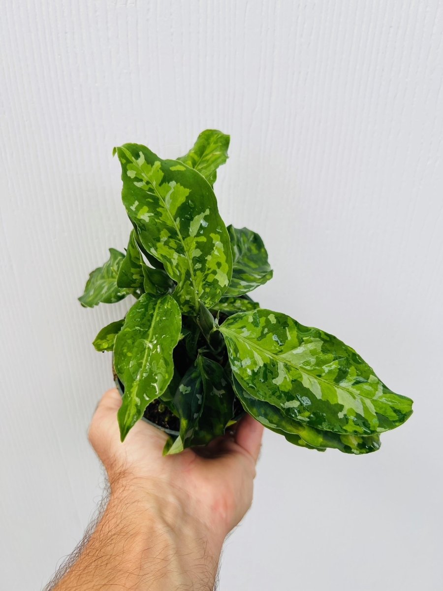 Aglaonema pictum 'Tricolor' - Variant Plant Company