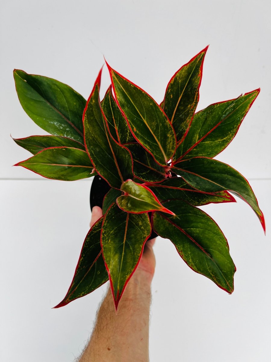Aglaonema 'Siam Aurora' - Variant Plant Company
