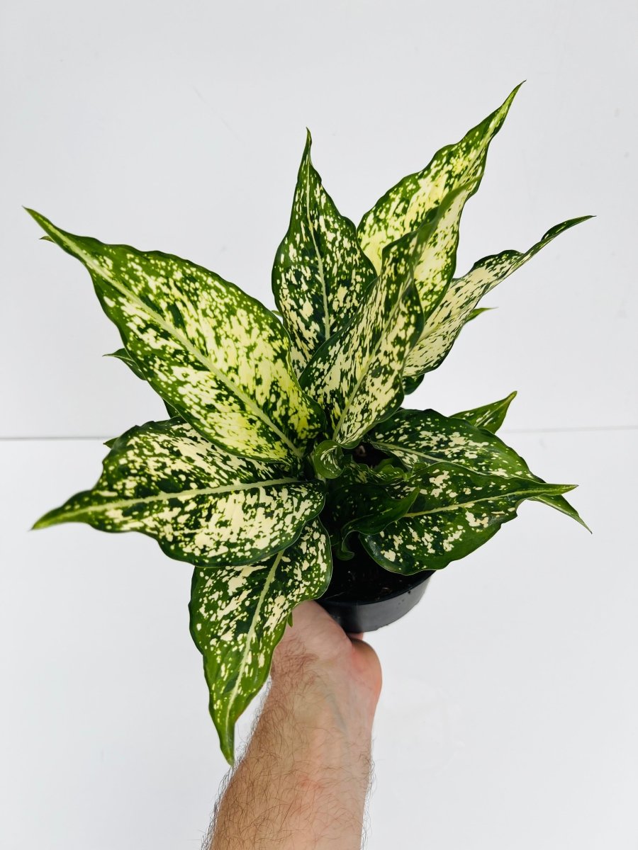 Aglaonema 'Thai Snowflake' - Variant Plant Company