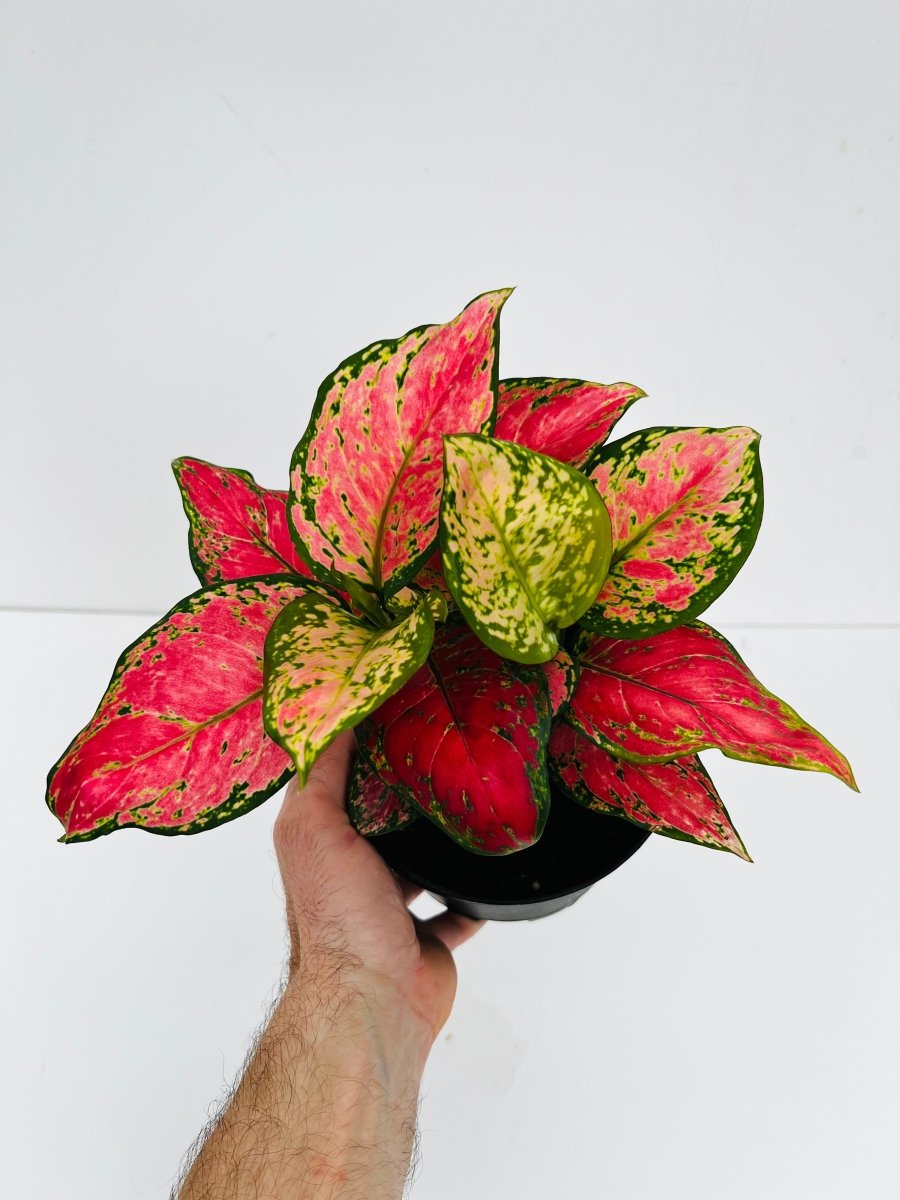 Aglaonema 'Very Red' - Variant Plant Company