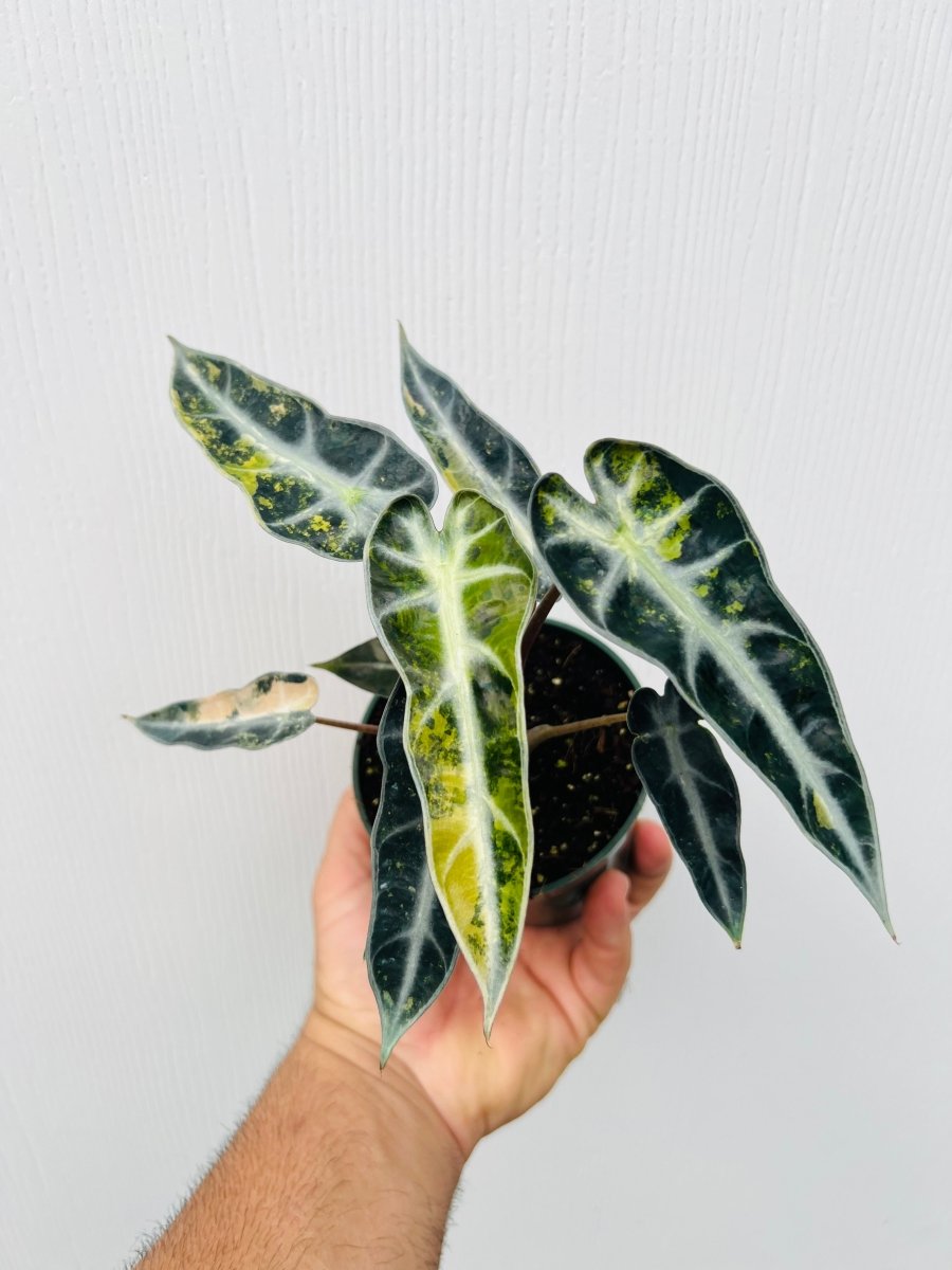 Alocasia amazonica 'Bambino Aurea' - Variant Plant Company