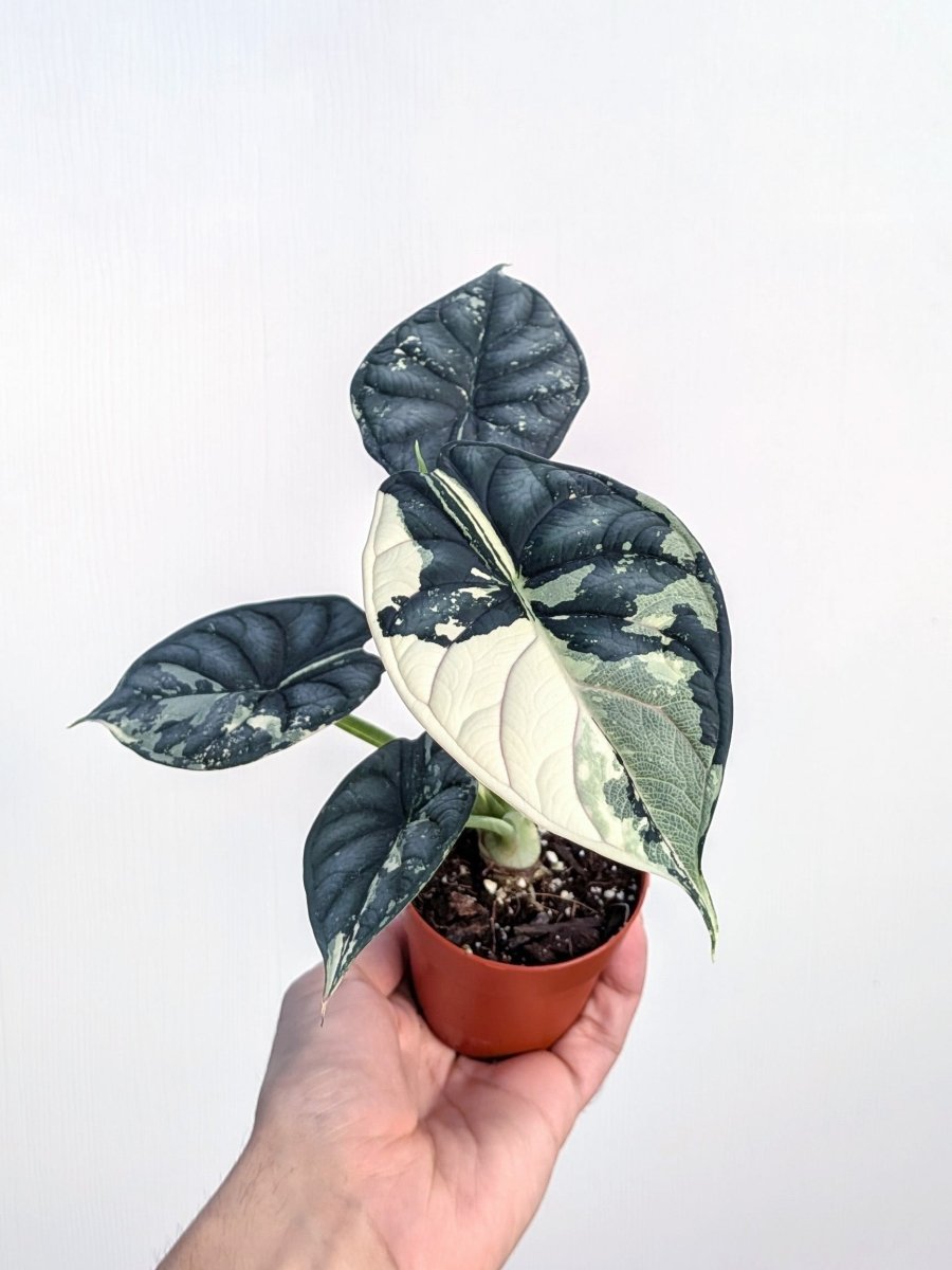 Alocasia baginda 'Dragon Scale Albo' - Variant Plant Company