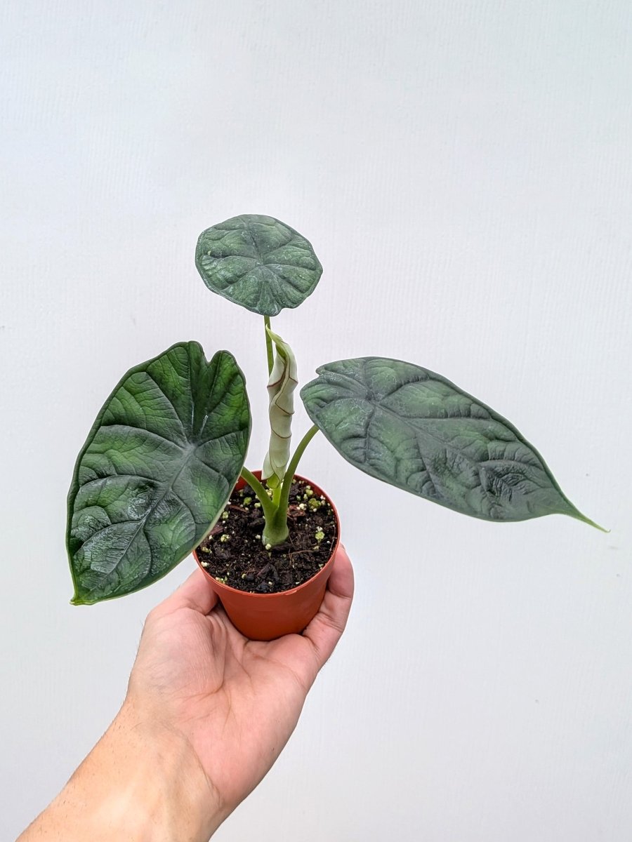 Alocasia baginda 'Dragon Scale' - Variant Plant Company