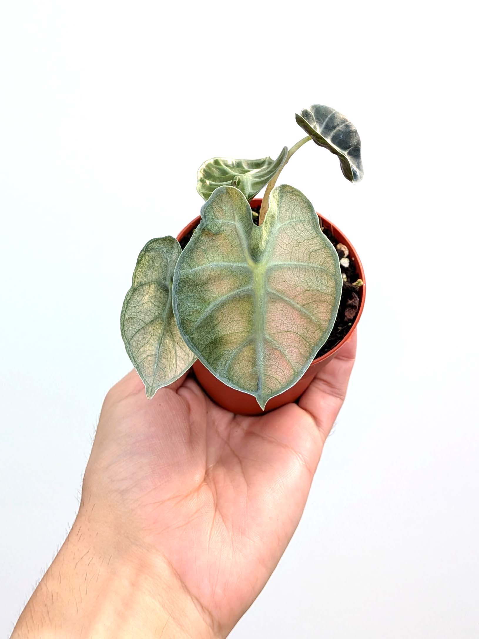 Alocasia 'Balloon Heart Mint' - Variant Plant Company