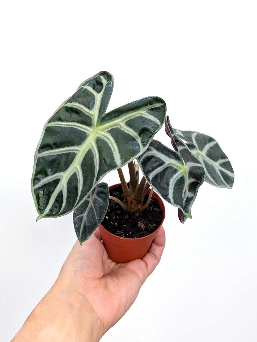 Alocasia 'Balloon Heart' - Variant Plant Company