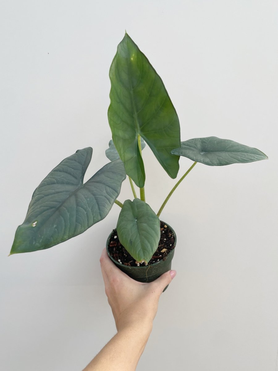 Alocasia 'Blue Dragon' - Variant Plant Company
