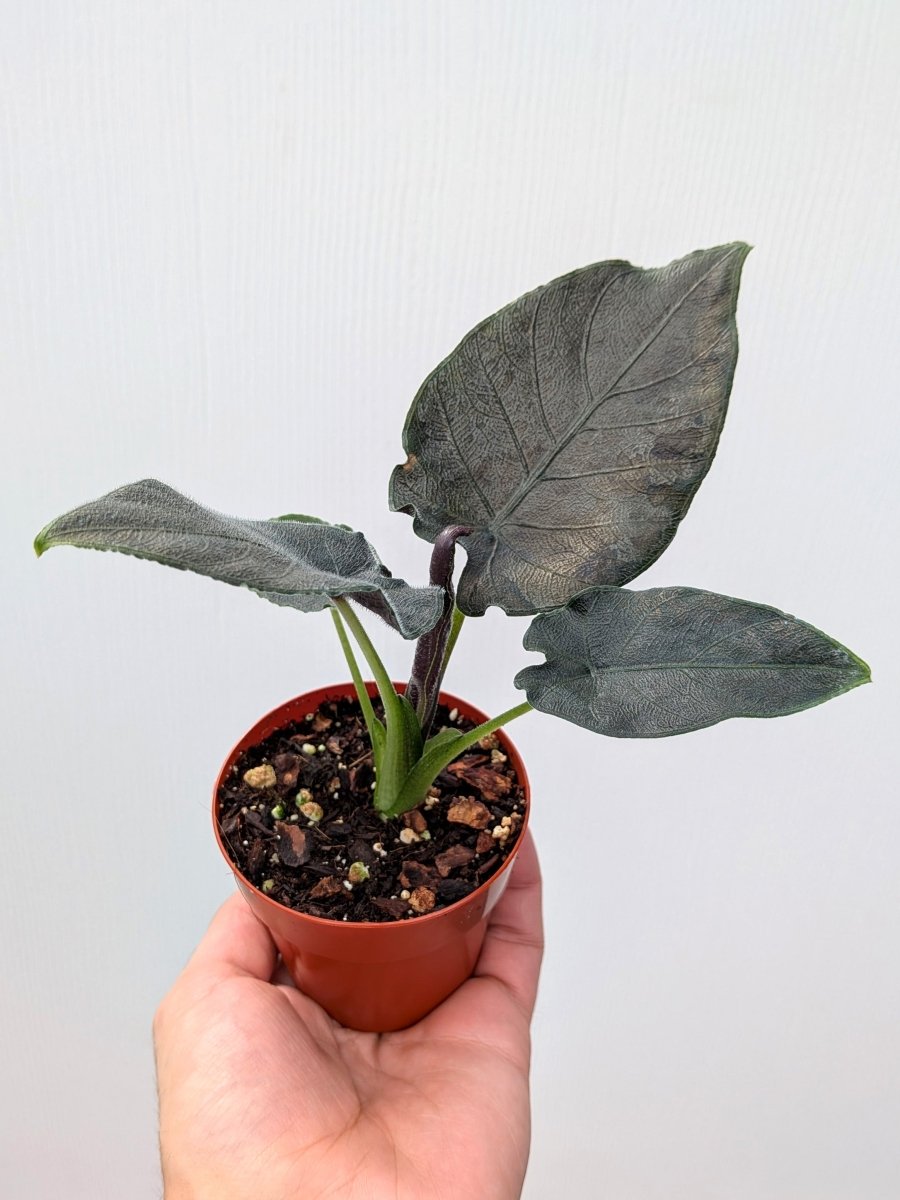 Alocasia chienlii 'Antoro Velvet' - Variant Plant Company
