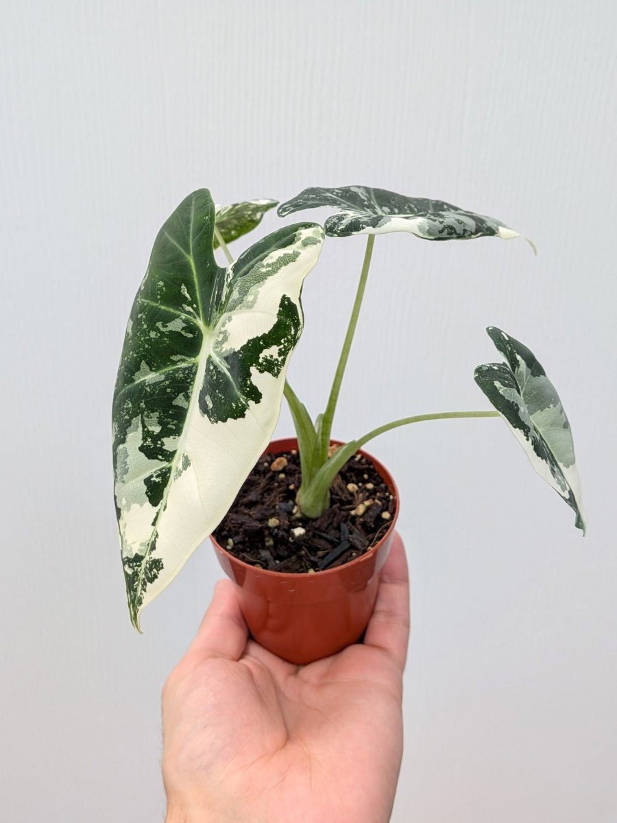 Alocasia 'Frydek' variegated - Variant Plant Company
