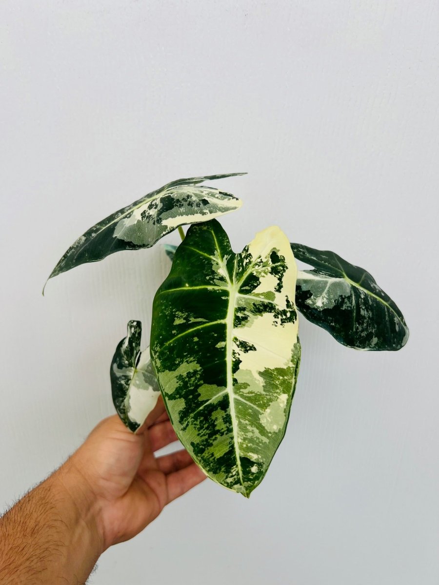 Alocasia 'Frydek' variegated - Variant Plant Company