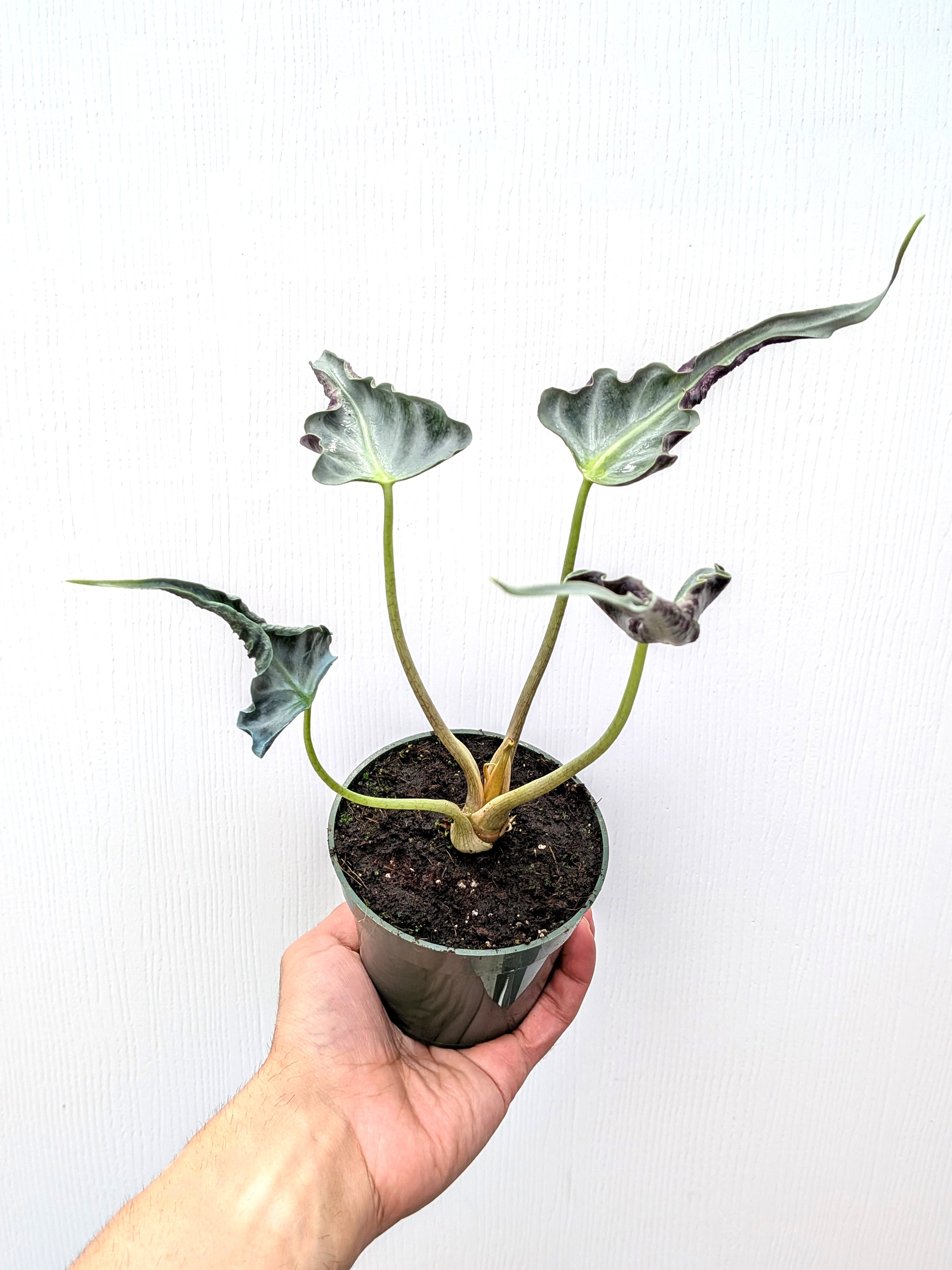 Alocasia 'Loco' - Variant Plant Company
