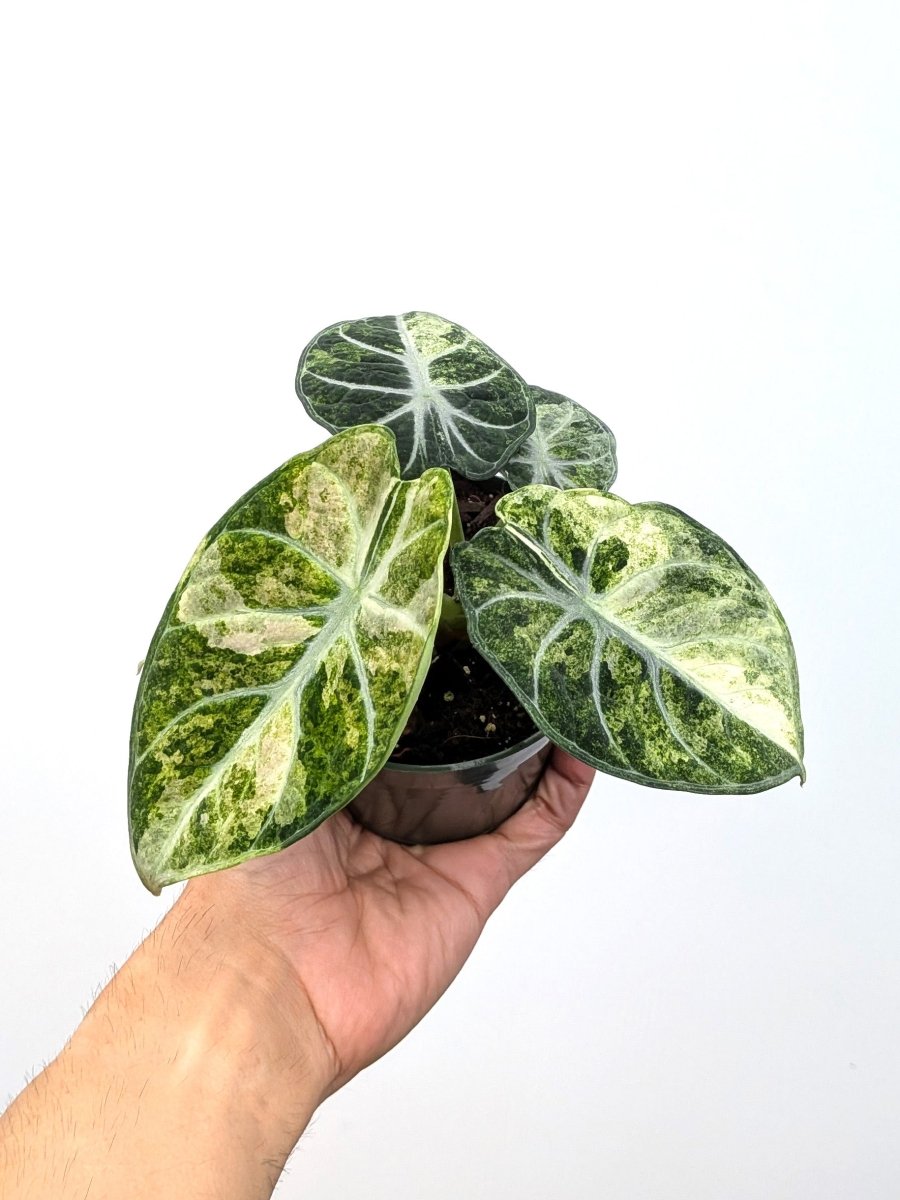 Alocasia 'Ninja Splash Tricolor' - Variant Plant Company