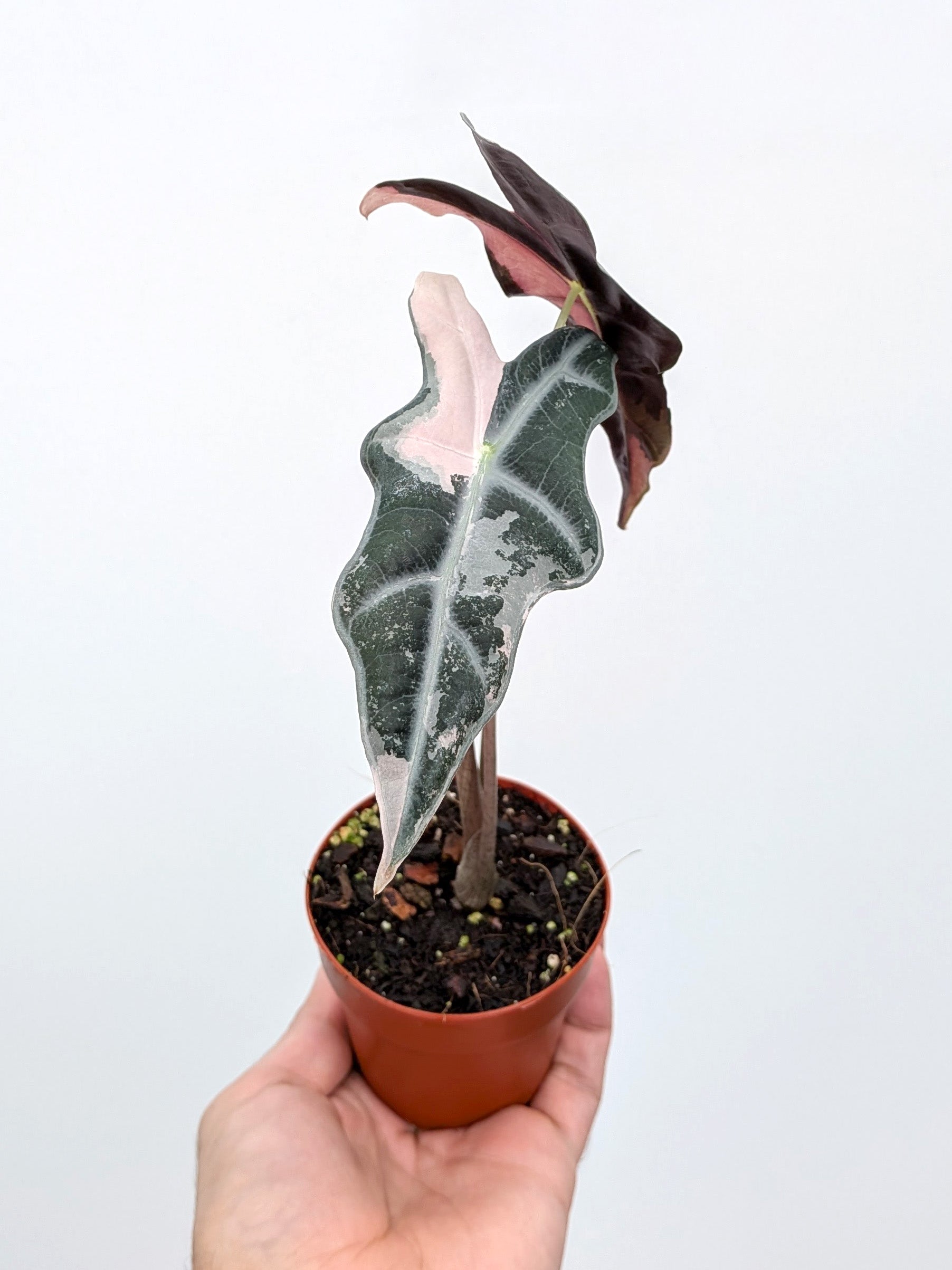Alocasia nobilis 'Pink' variegated - Variant Plant Company