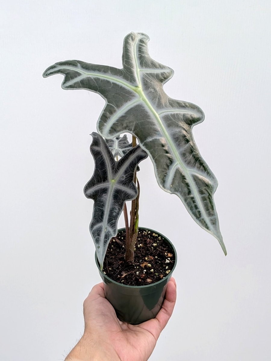 Alocasia 'Nobilis' - Variant Plant Company