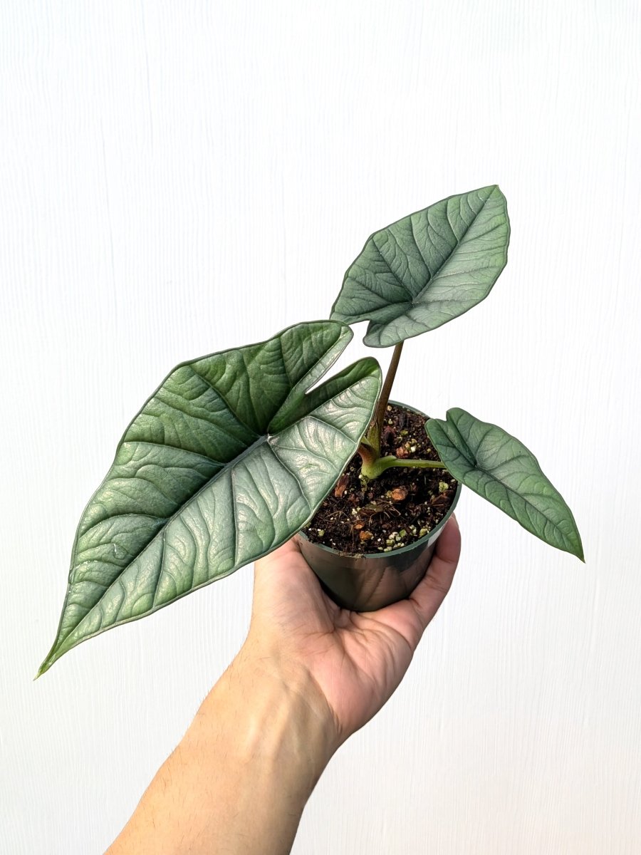 Alocasia 'Platinum' - Variant Plant Company