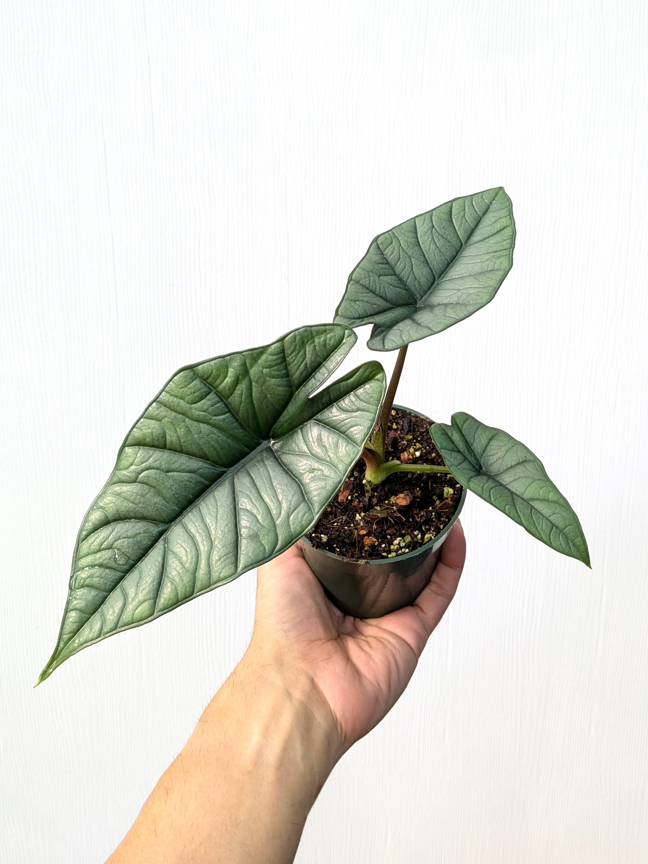 Alocasia 'Platinum' - Variant Plant Company