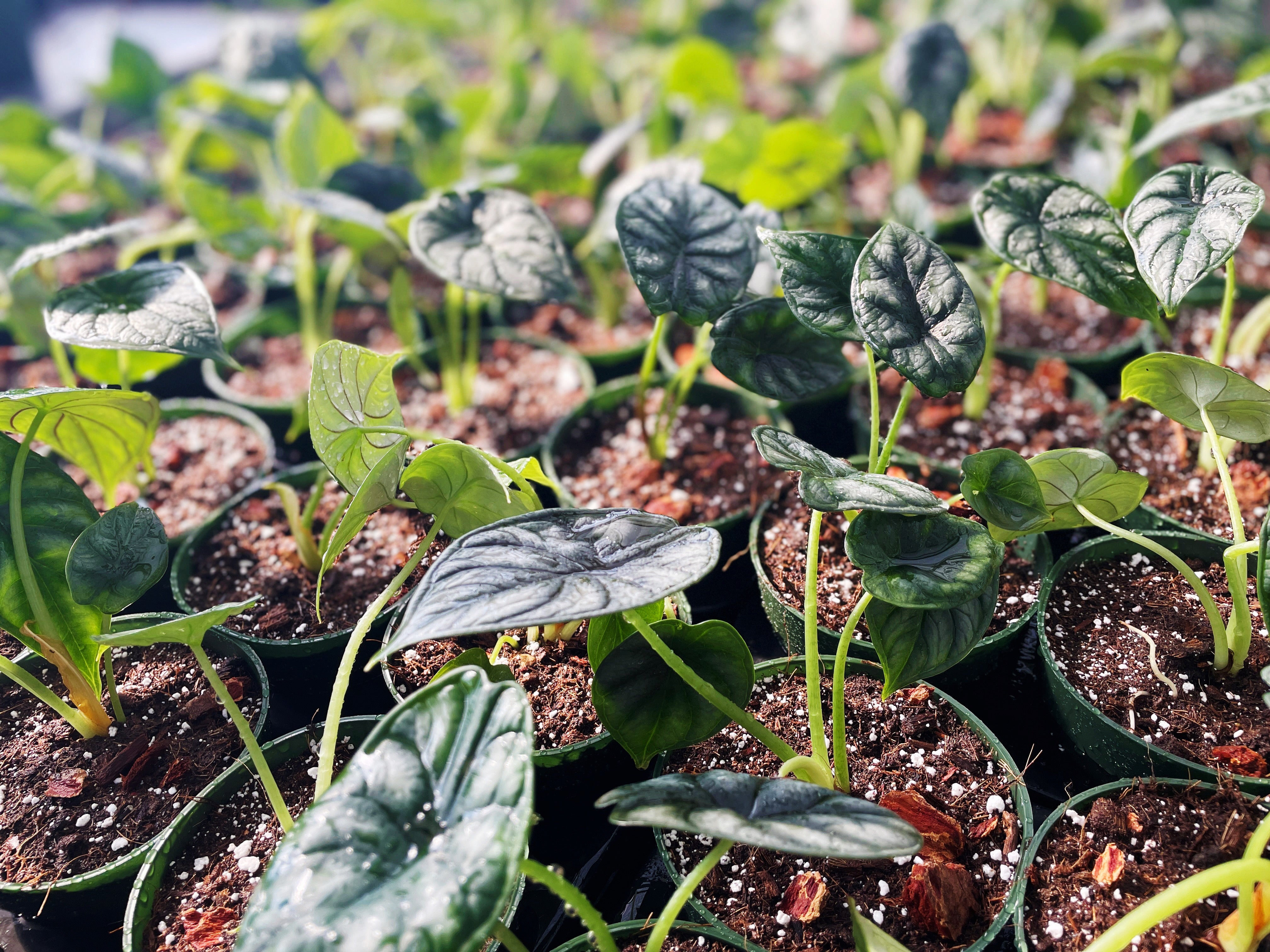 Alocasia in pots - Variant Plant Company