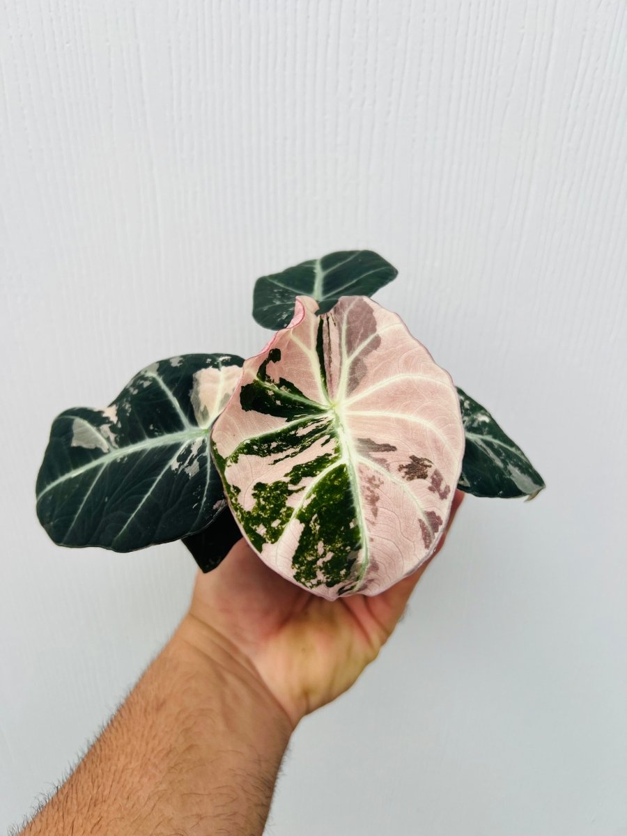 Alocasia reginula 'Black Velvet Pink' - Variant Plant Company