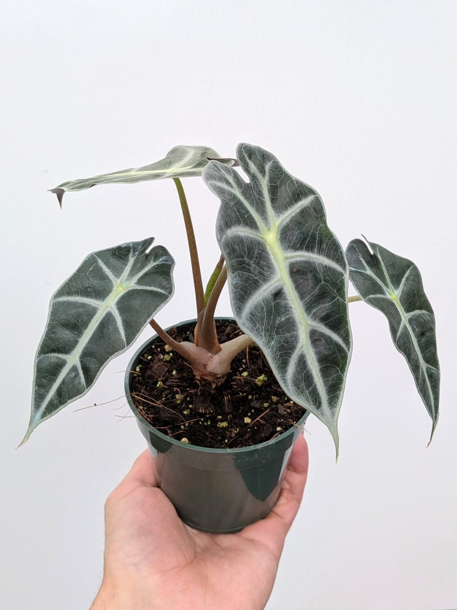 Alocasia sanderiana 'Bull Green' - Variant Plant Company