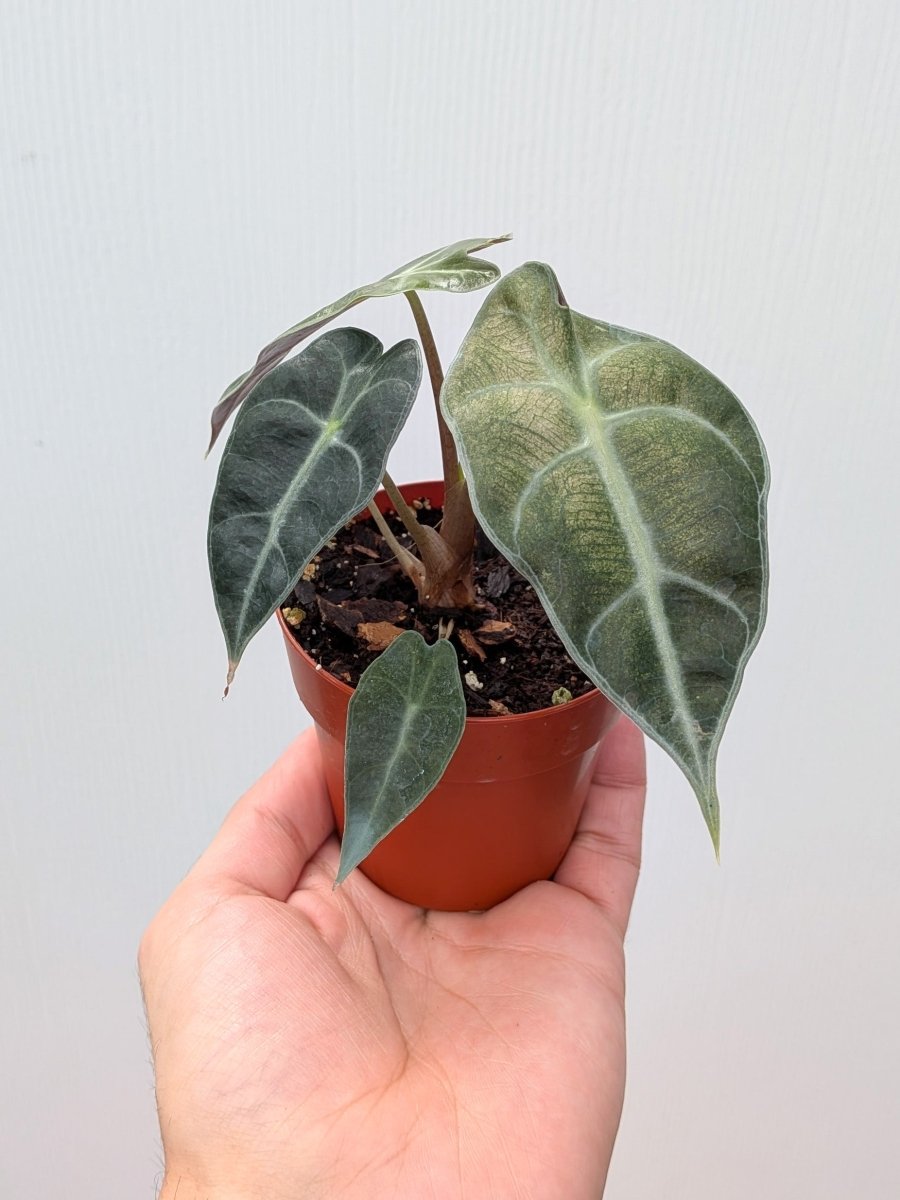 Alocasia sanderiana 'Bull Pink Mint' - Variant Plant Company