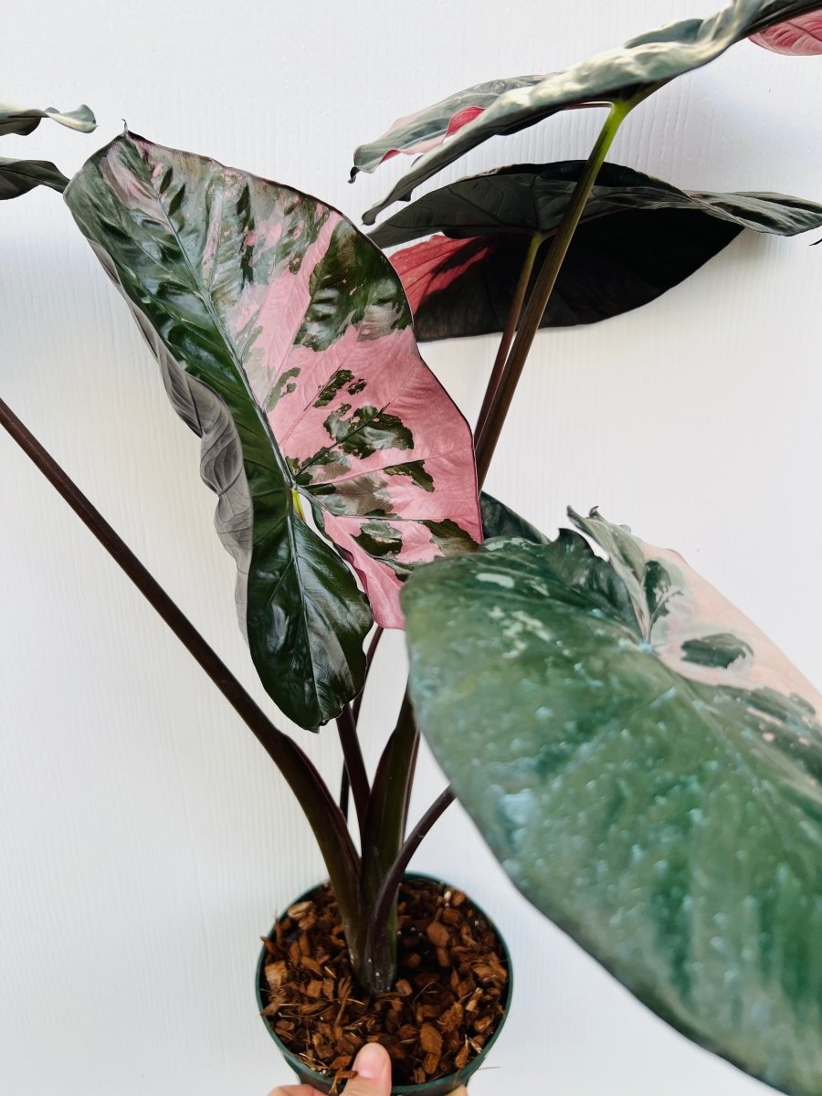 Alocasia 'Serendipity' (Pink Variegation) - Variant Plant Company