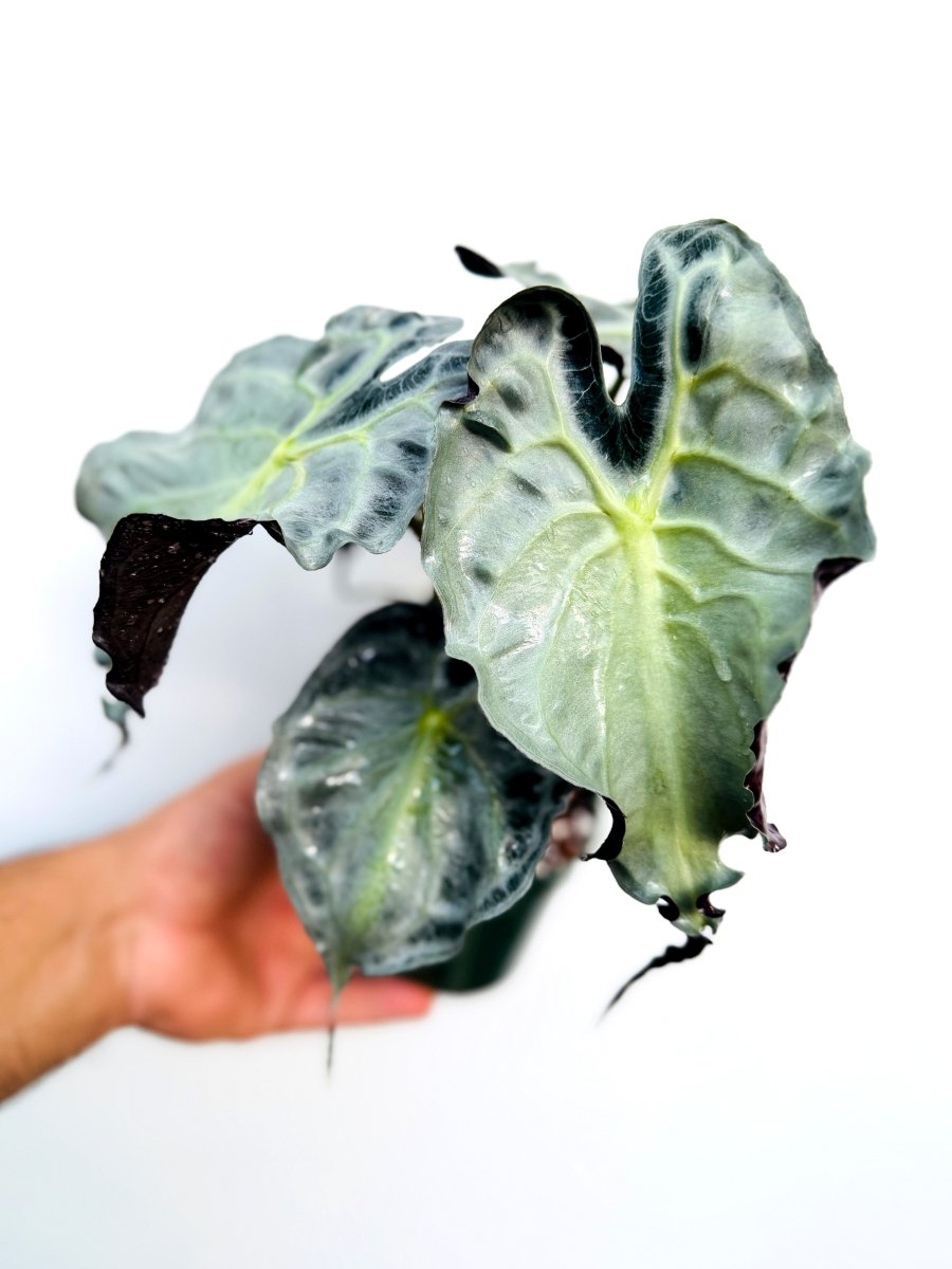 Alocasia 'Venom' - Variant Plant Company