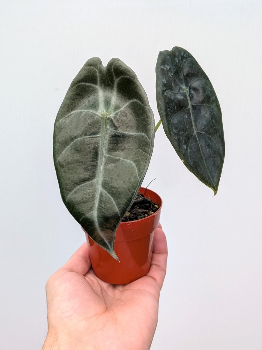 Alocasia watsoniana 'Doff' - Variant Plant Company