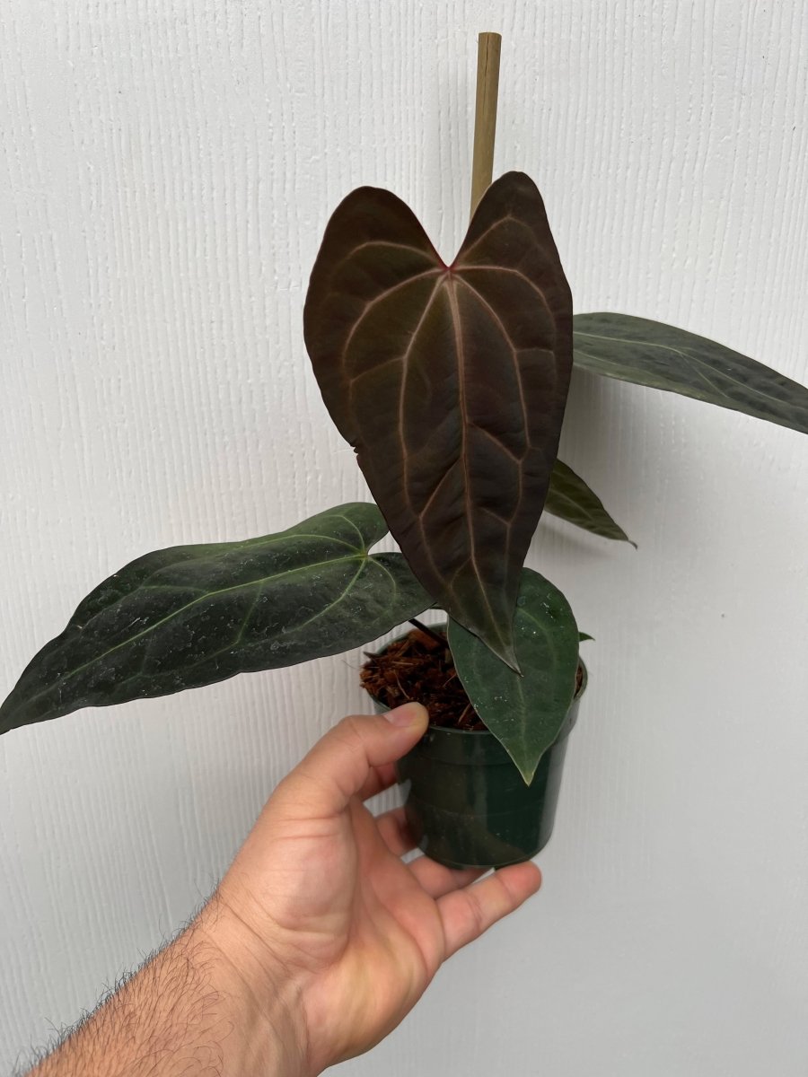 anthurium alocasia Anthurium 'Ace of Spades' x carlablackiae