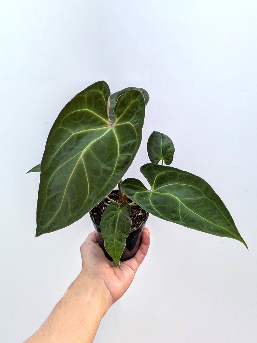 Anthurium ('Ace of Spades' x forgetii) x self - Variant Plant Company
