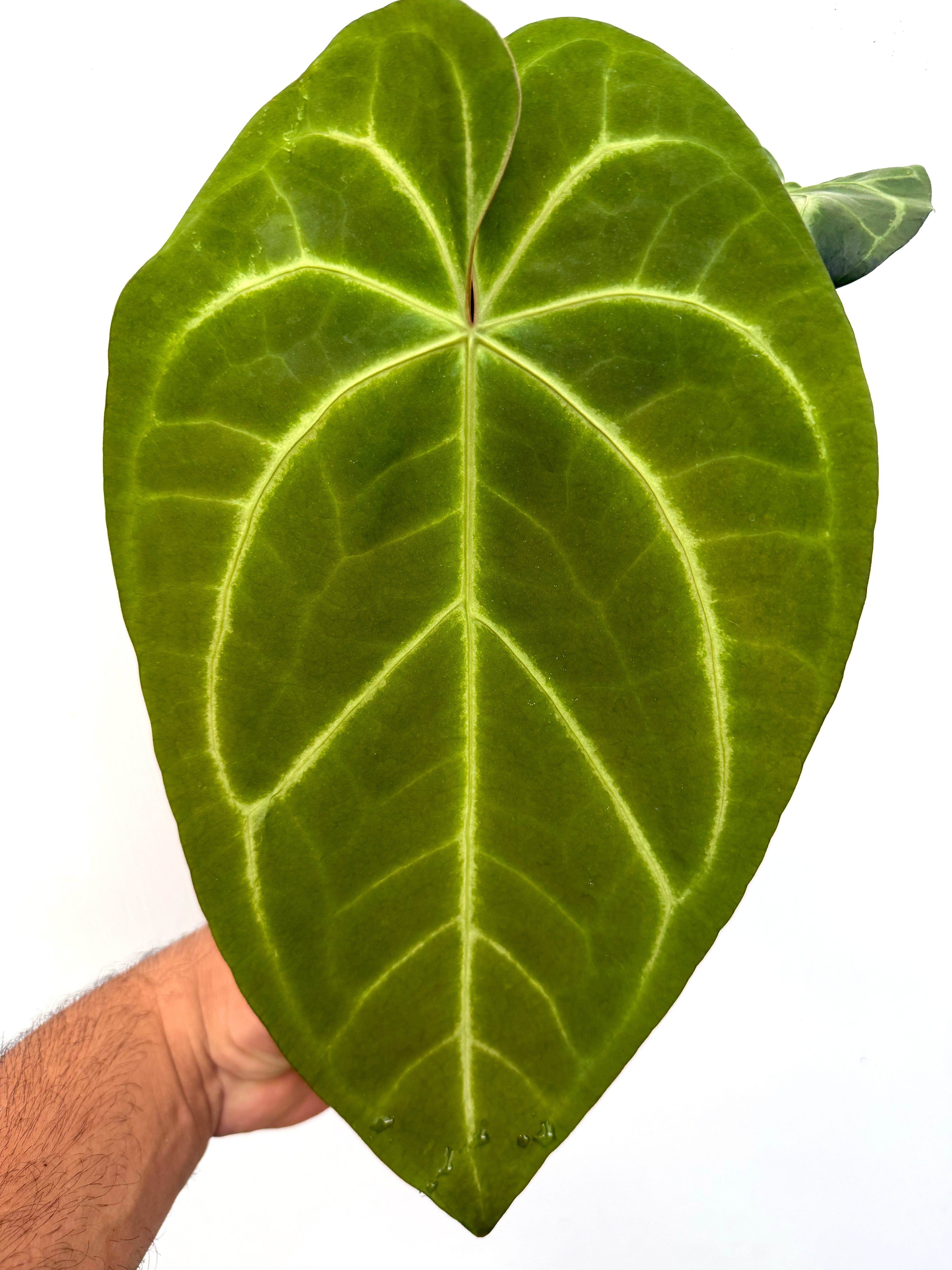 Anthurium 'Ace of Spades' x magnificum 'Silver' - Variant Plant Company