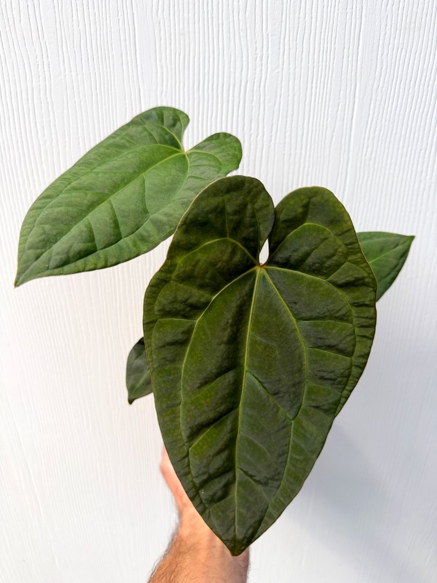 Anthurium 'Ace of Spades' x papillilaminum - Variant Plant Company