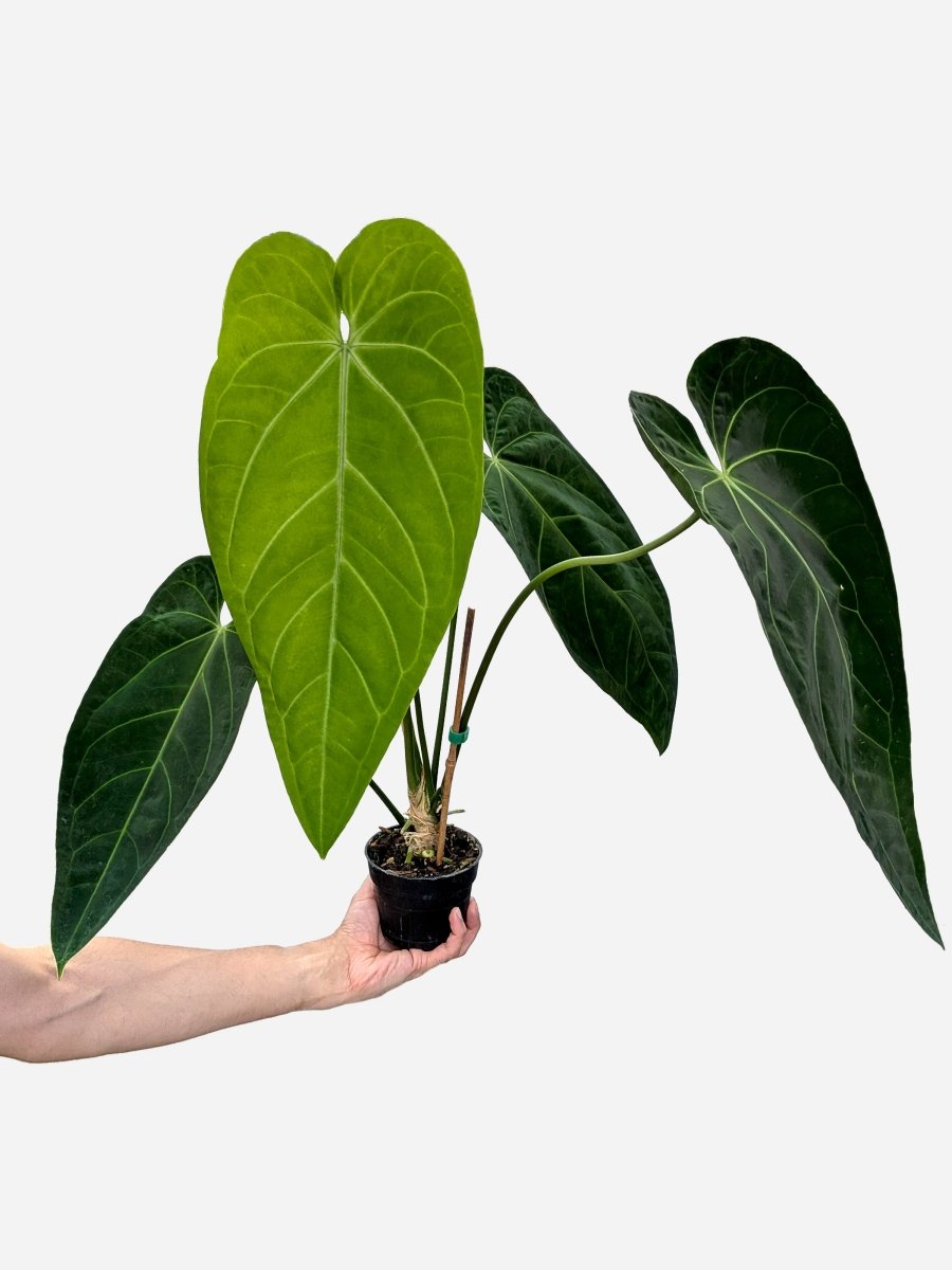 Anthurium 'Ace of Spades' x warocqueanum - Variant Plant Company