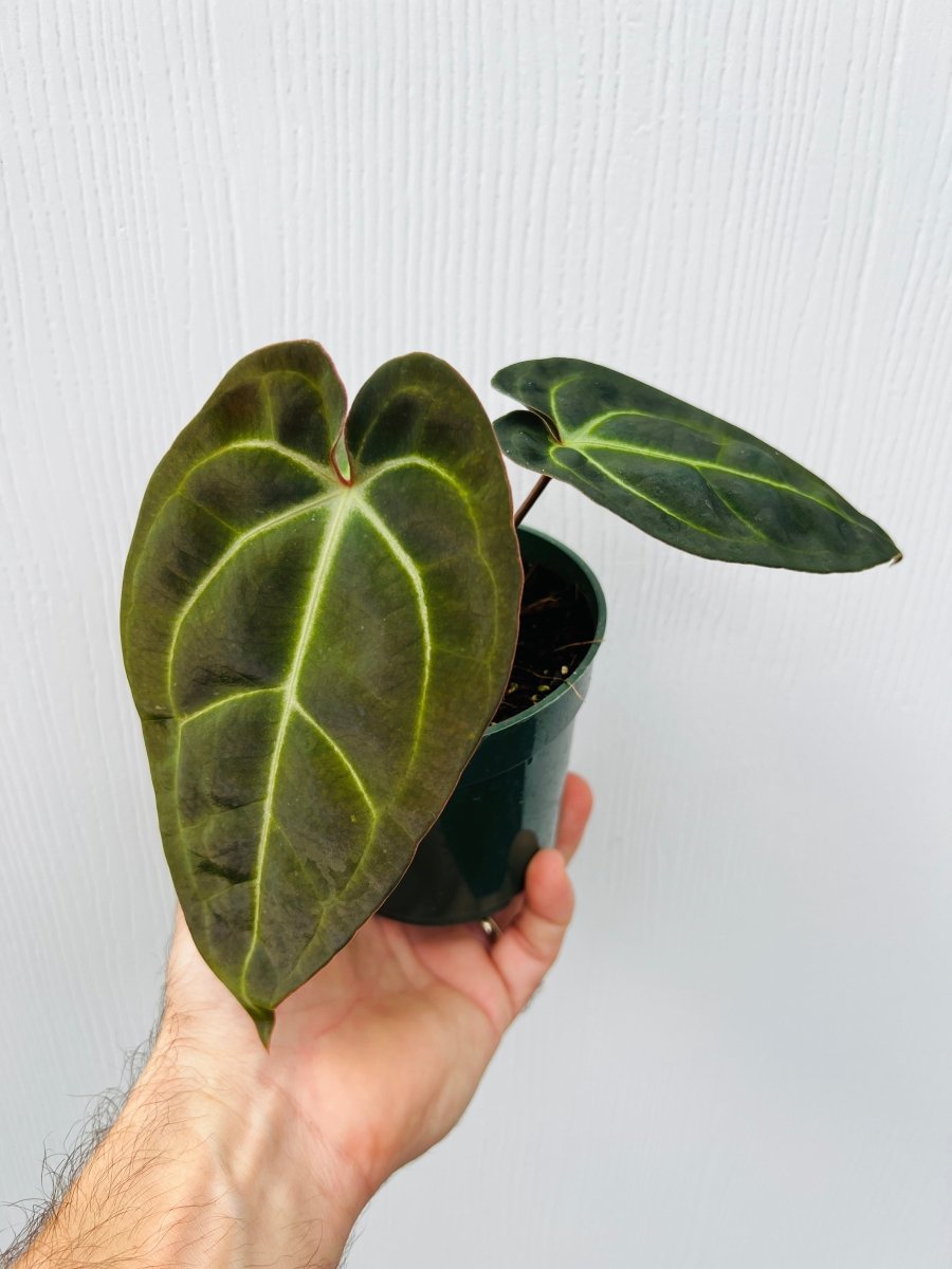 Anthurium (AOS x forgetii) x besseae - Variant Plant Company