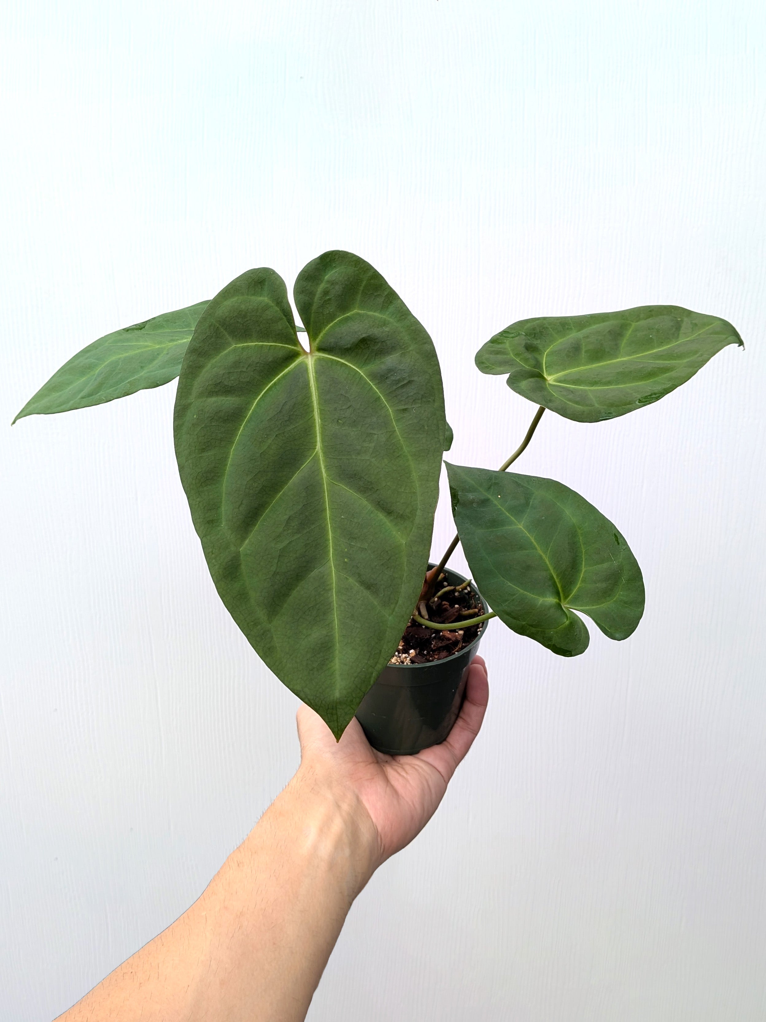 Anthurium (AOS x papillilaminum) x papillilaminum - Variant Plant Company