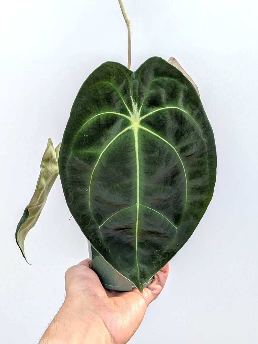 Anthurium besseae x forgetii - Variant Plant Company