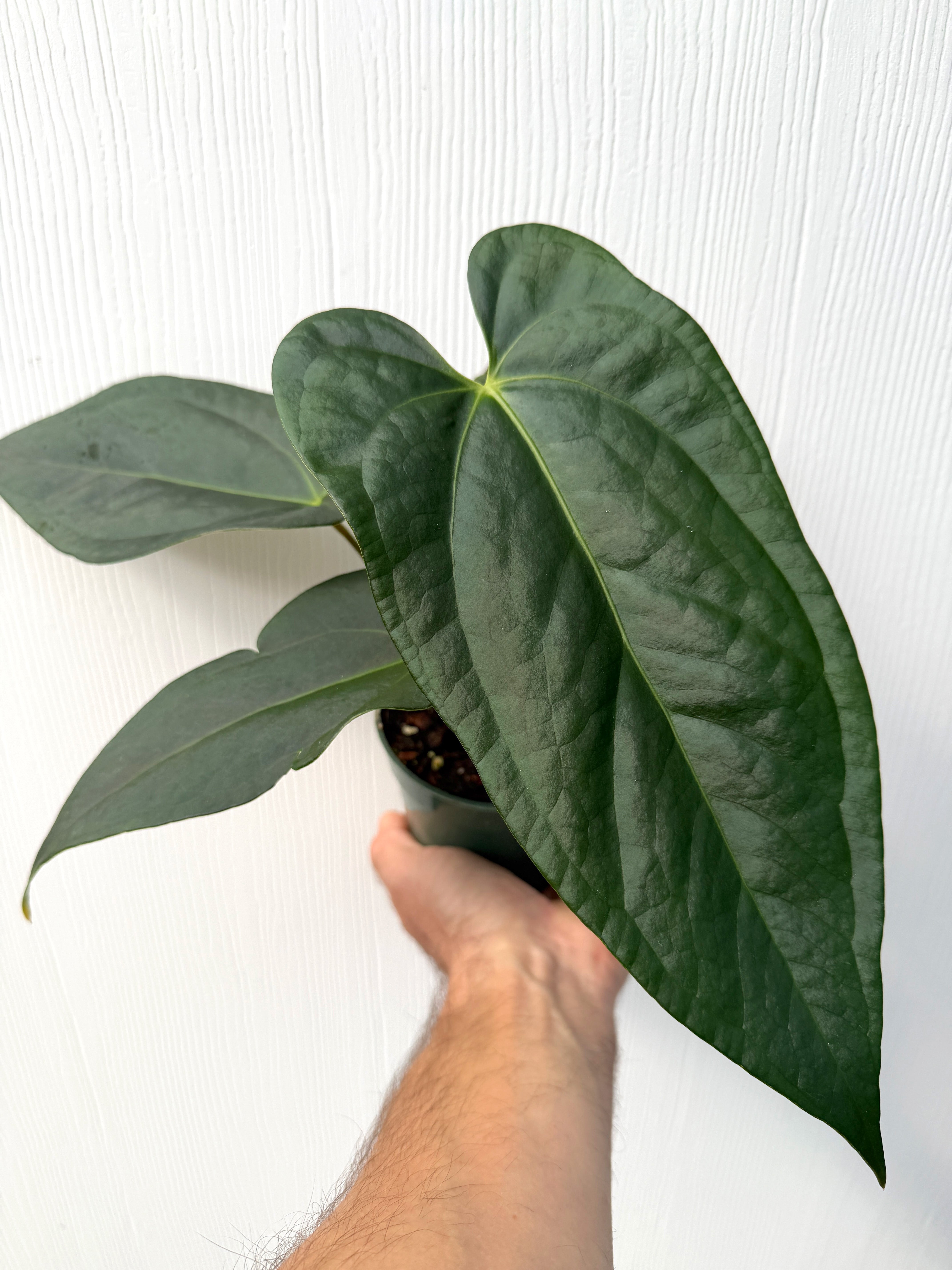 Anthurium (Block F2 magnificum x moronense) x nigrolaminum 'Gigi' - Variant Plant Company