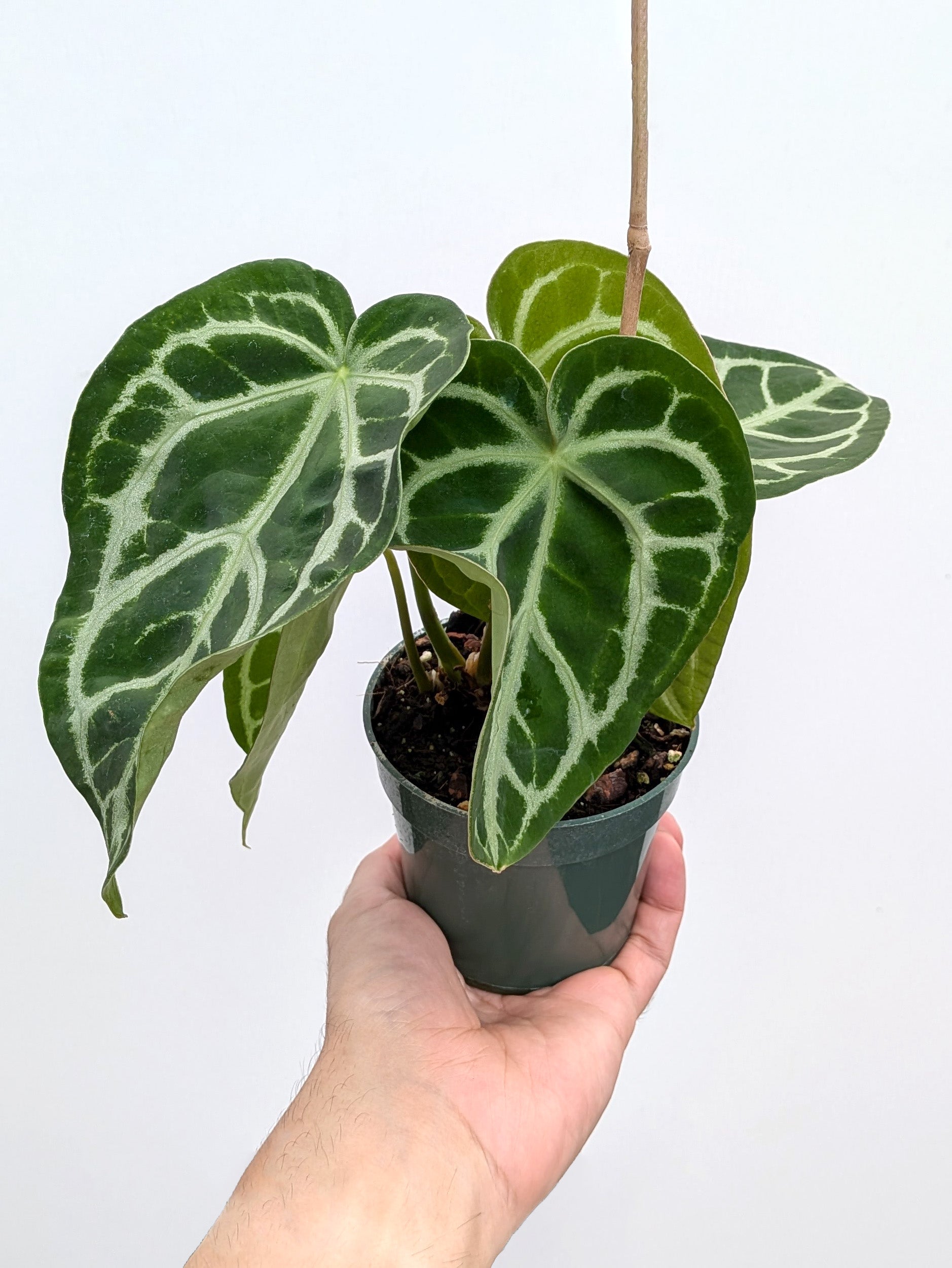 Anthurium Block F2 magnificum x moronense - Variant Plant Company