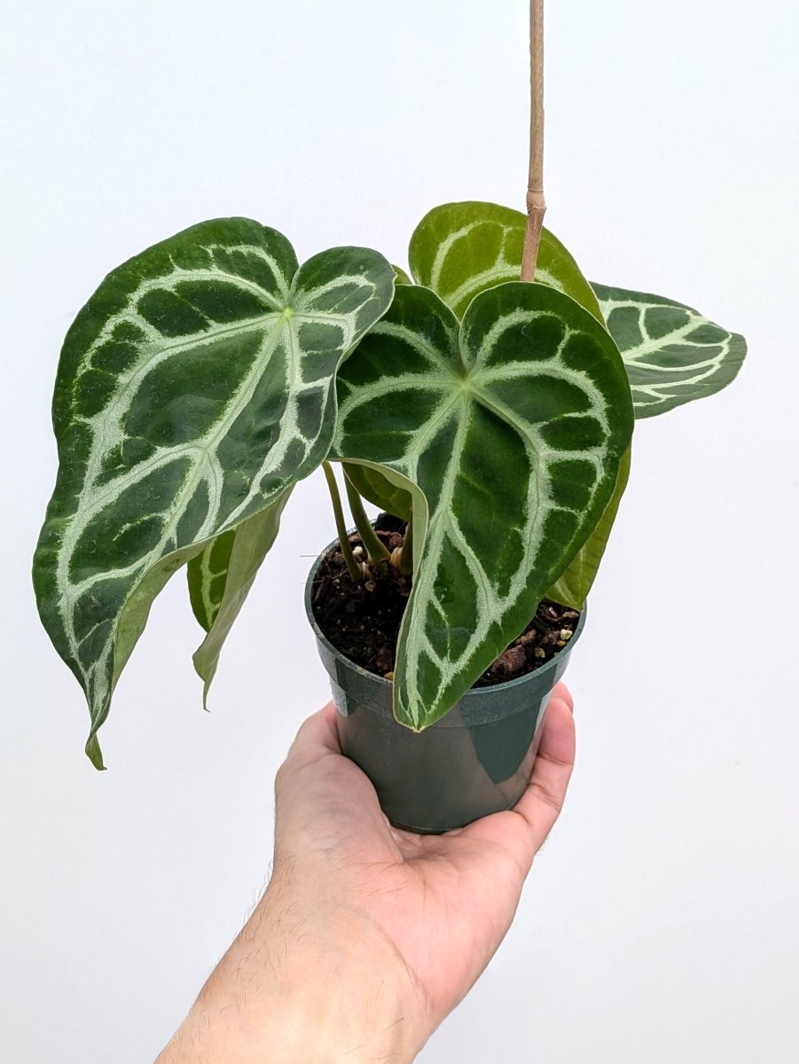 Anthurium Block F2 magnificum x moronense - Variant Plant Company