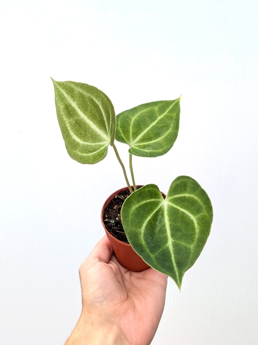 Anthurium clarinervium - Variant Plant Company