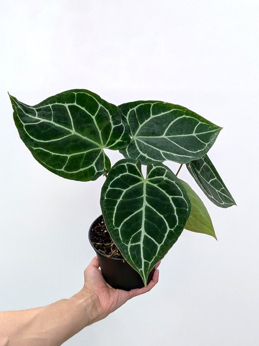 Anthurium crystallinum - Variant Plant Company
