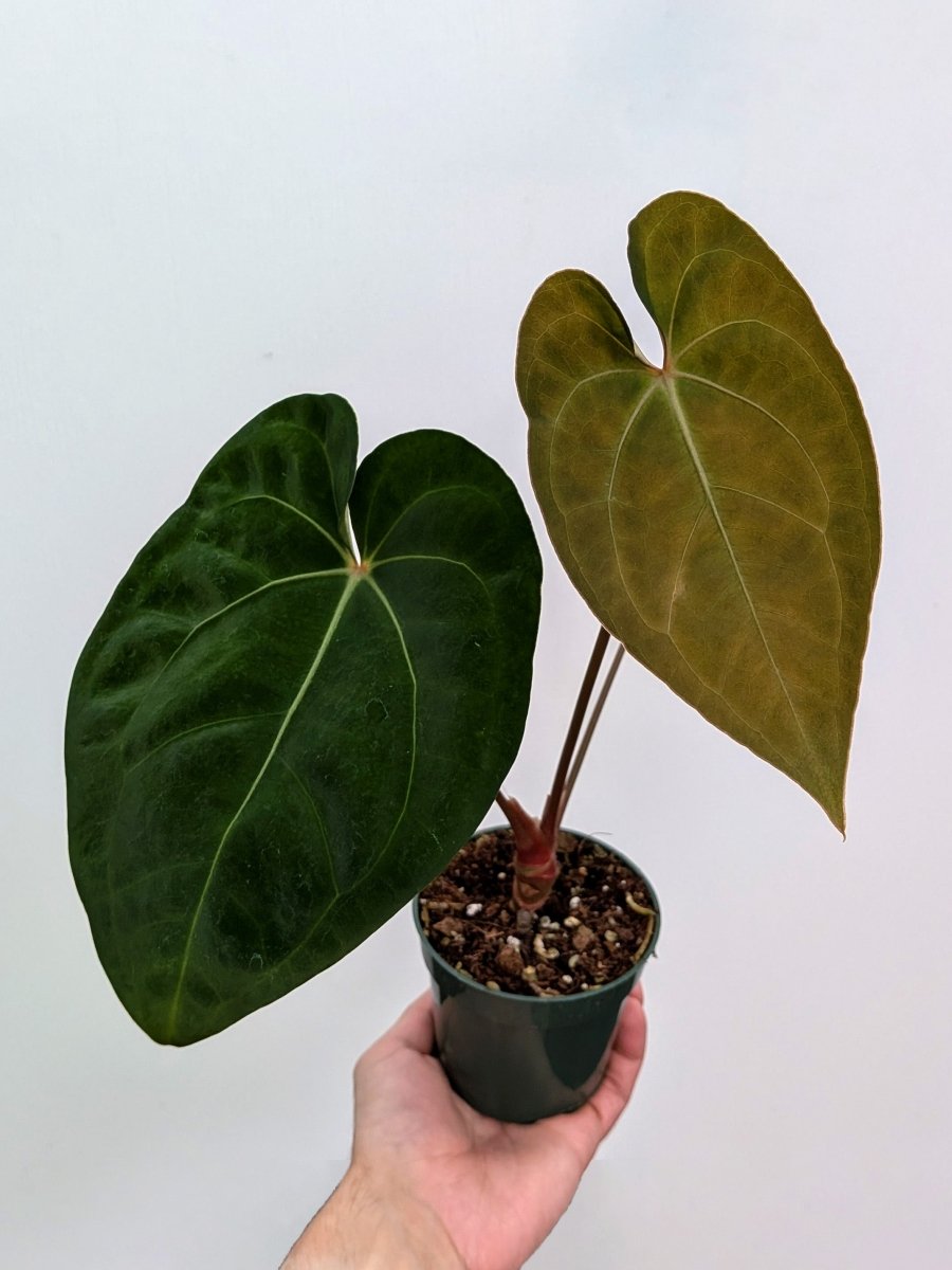 Anthurium papillilaminum x (AOS x forgetii) - Variant Plant Company